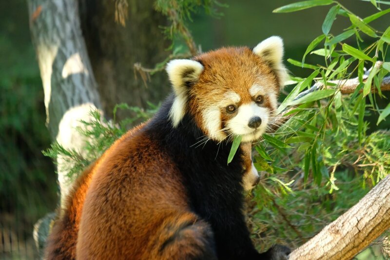Red panda on Exhibit – Bild: Discovery Communications, LLC