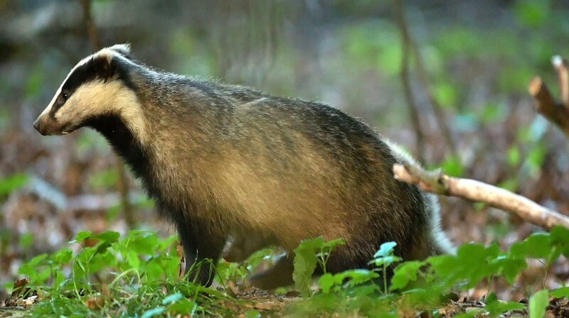 Dachse sind die Phantome des Waldes. Obwohl sie in vielen Lebensräumen und Regionen vorkommen, bekommt man sie so gut wie nie zu Gesicht. – Bild: NDR/NDR Naturfilm/doclights/Günter Goldmann Dachse sind die Phantome des Waldes. Obwohl sie in vielen Lebensräumen und Regionen vorkommen, bekommt man sie so gut wie nie zu Gesicht. – Bild: NDR/NDR Naturfilm/doclights/Günter Goldmann