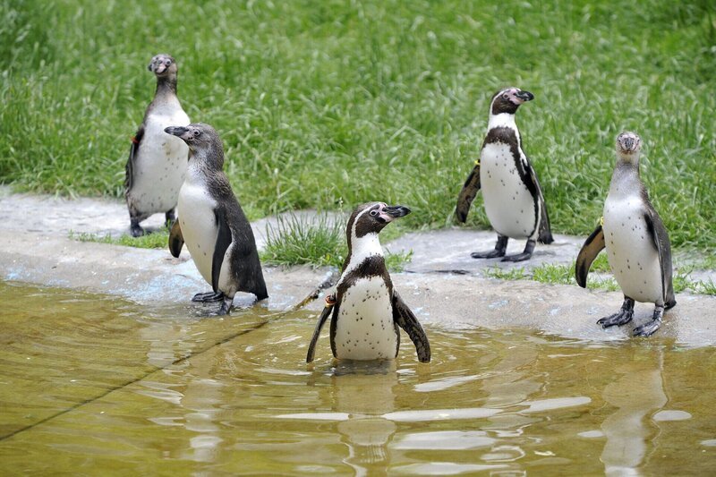 Humboldt-Pinguine im Tierpark Berlin. – Bild: BR/​rbb /​ Niels Leiser