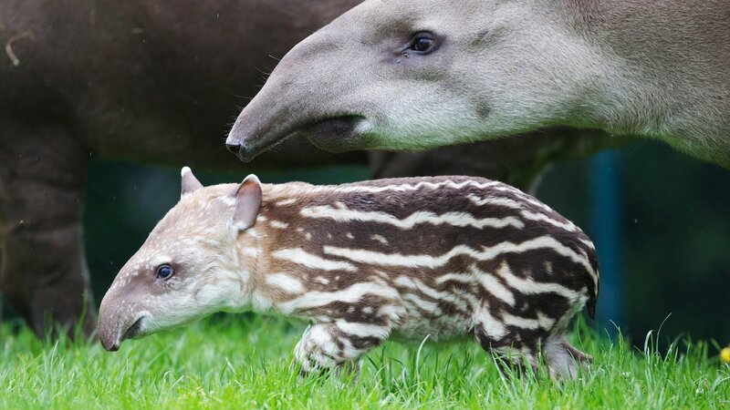 Brazilian tapir born early on Tuesday, 5th June. The male calf, born to mum Rio, and dad Marmaduke is the pair’s first calf together. – Bild: Patrick Bolger /​ Patrick Bolger /​ Patrick Bolger Photography /​ ©Patrick Bolger 2012