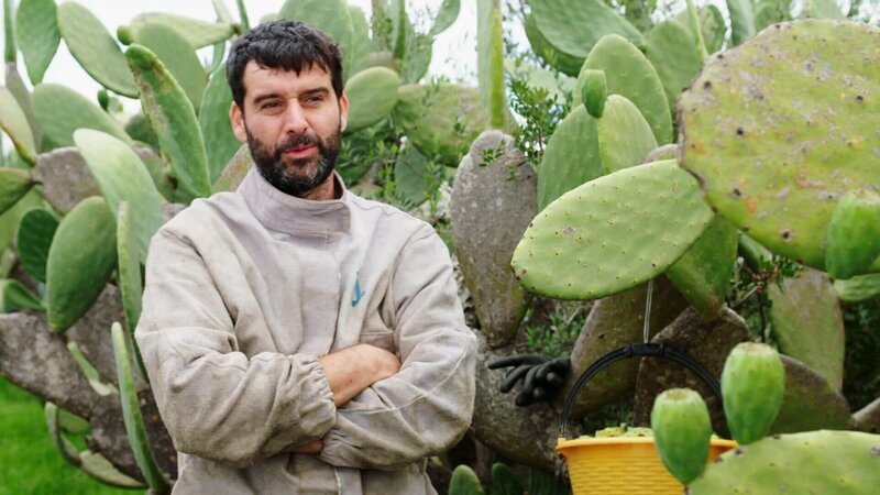 Köstliches Sizilien Der fruchtbare Süden Michele Russo auf seiner Kaktusfeigenfarm Copyright: SRF/​Florianfilm – Bild: SRF/​Florianfilm