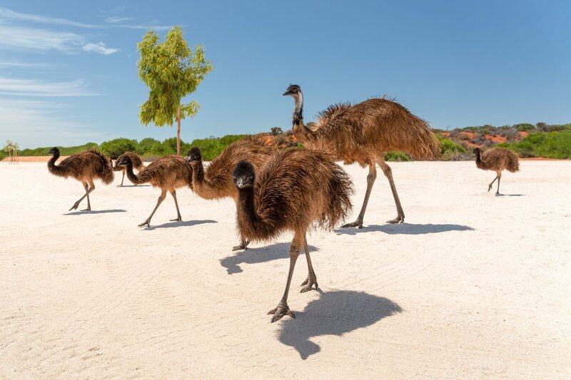 Wild Emu family in the bush at shark bay, francois peron national park, monkey mia. – Bild: ORF/​ZDF/​shutterstock/​Matt Deakin