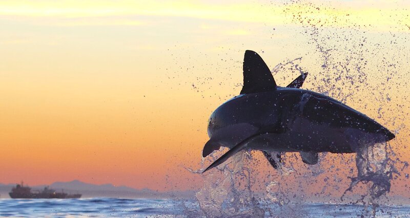 ’’Air Jaws’’ great white shark under threat in Mossel Bay. – Bild: Discovery Channel