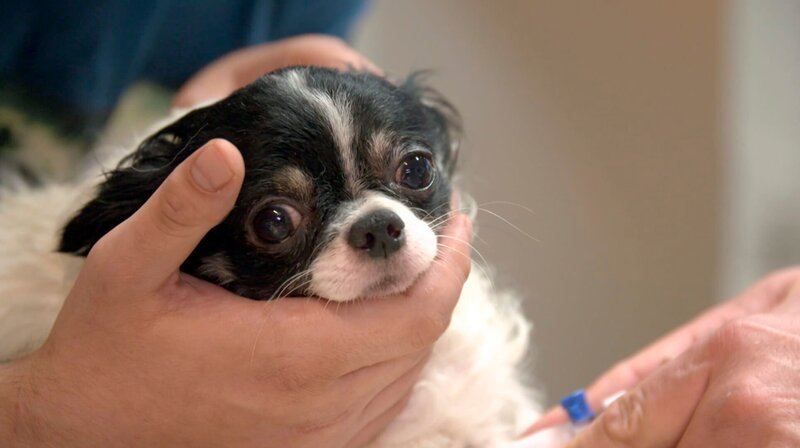 Der fünfjährige Chihuahua Lucky ist völlig verdreht, knickt mit den Hinterläufen weg und hat wahrscheinlich große Schmerzen. – Bild: NDR/​Doclights GmbH 2020