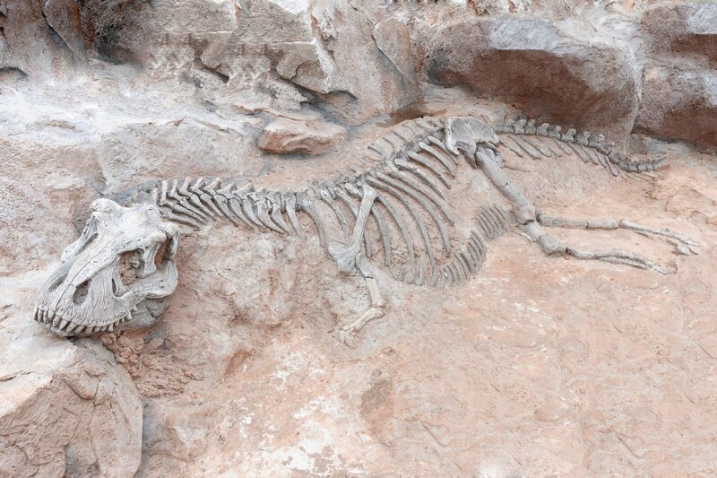 Dinosaur skeleton in ground stone Fossil Tyrannosaurus archaeological excavations. Prehistoric monster – Bild: Shutterstock /​ Shutterstock /​ Copyright (c) 2016 Engineer studio/​Shutterstock