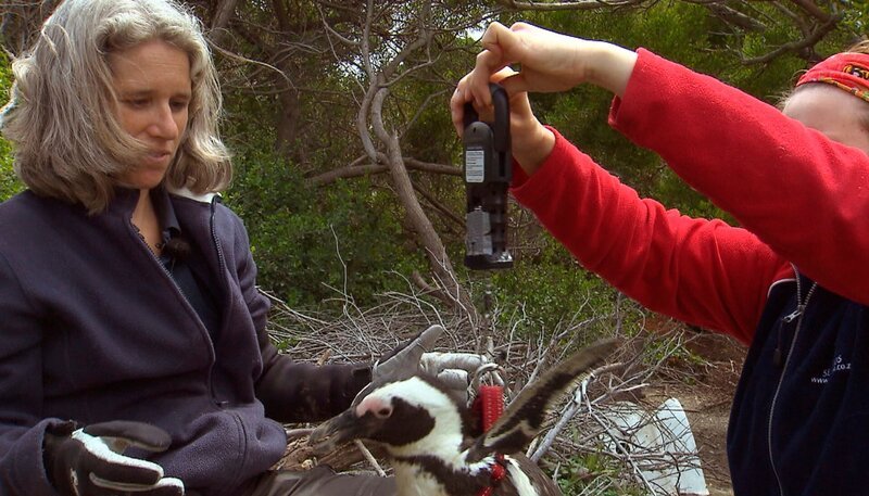 Wissenschaftlerin Katrin Ludynia wiegt einen Pinguin. – Bild: NDR/​Vincent TV GmbH