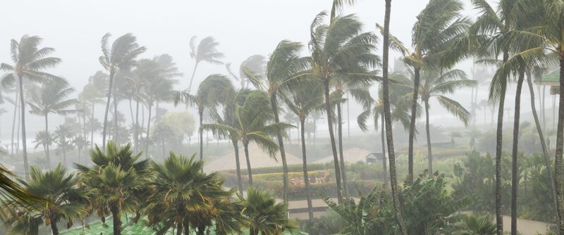 Palmen wehen im Wind und Regen, während sich ein Hurrikan einer tropischen Inselküste nähert – Bild: Shutterstock /​ Shutterstock /​ Copyright (c) 2018 Ryan DeBerardinis/​Shutterstock. No use without permission.
