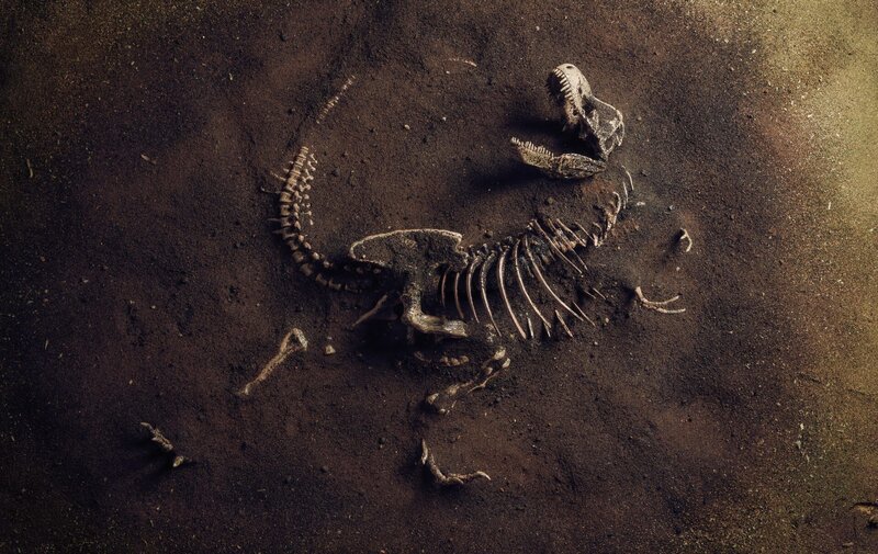fossil, dinosaur bones – Bild: Shutterstock /​ Shutterstock /​ Copyright (c) 2019 Rafael Trafaniuc/​Shutterstock. No use without permission.