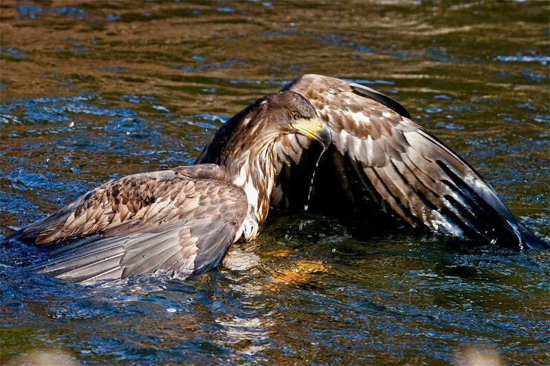 Halbwüchsiger Seeadler schwimmt. – Bild: 3sat