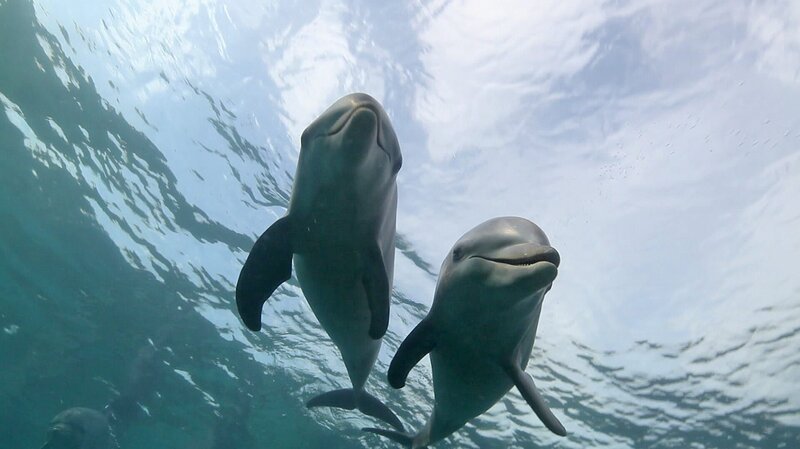 Delfine und Fischer sind Konkurrenten um die letzten Ressourcen des Mittelmeers. – Bild: BR/​Hydra Institute/​Dr