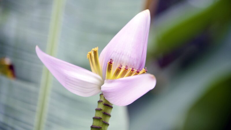 Tropische Blume. – Bild: 3sat