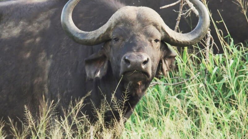 African buffalo – Bild: CuriosityStream