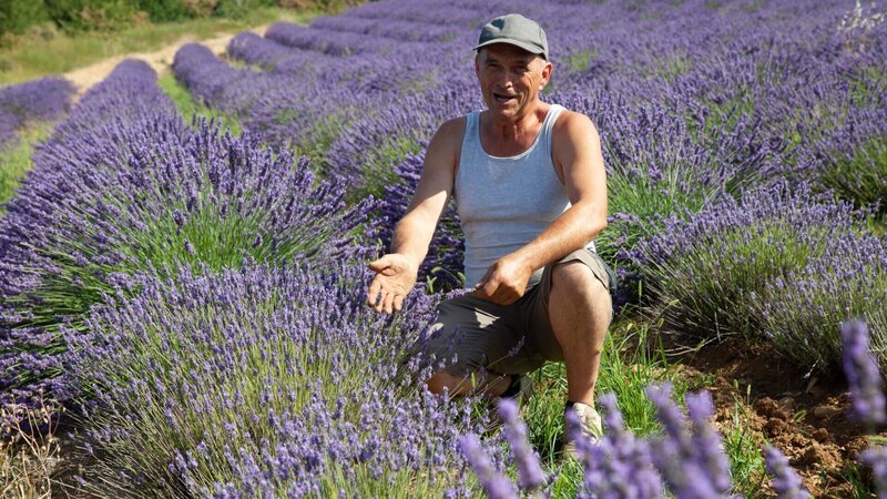 Kräuterwelten der Provence Bauer Gérard Blanc im Lavendelfeld – Bild: SRF/​Christoph Schimmelpfennig