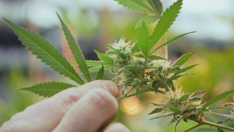 Cannabis – Bild: Spiegel TV Wissen