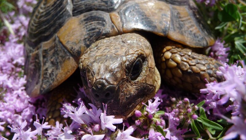 Es gibt sie auch in Italien, die griechische Landschildkröte – doch ihr Bestand ist gefährdet. – Bild: BR/​NDR Naturfilm/​Hans-Peter Kuttler
