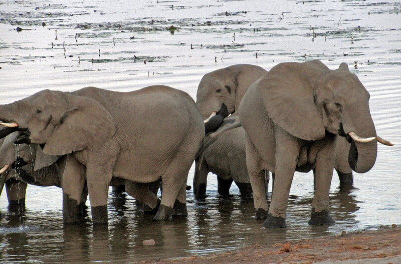 Elefanten am Sambesi. – Bild: ZDF und HR/​Monika Birk.