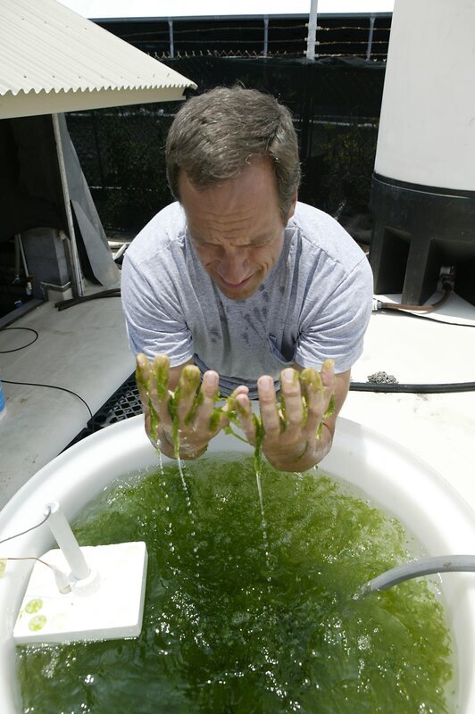 June 29. Kona, HI: Mike Rowe, host of the Discovery Channel’s Dirty Jobs at Mera Pharmaceuticals, a micro algae farming company in Kona, HI, June 29, 2005. (Discovery Channel) – Bild: Byline: Marco Garcia, Credit: Discovery Channel,