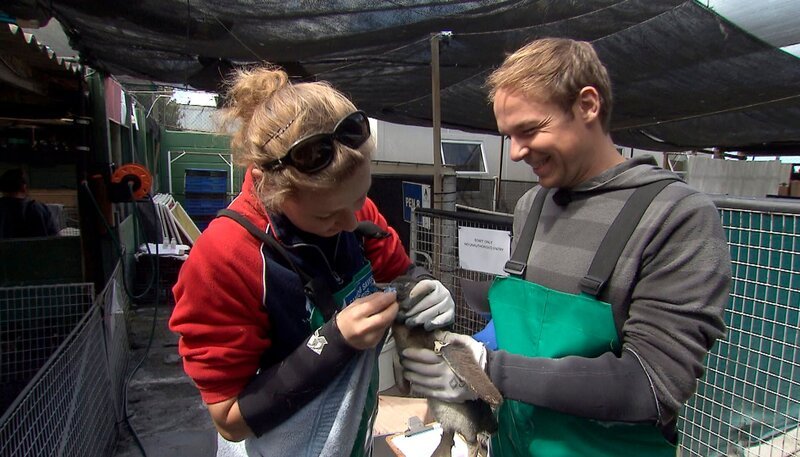 Tierpfleger Dave Nelde und Meeresbiologin Isabel Micklem mit Pinguinküken. – Bild: NDR/​Vincent TV GmbH