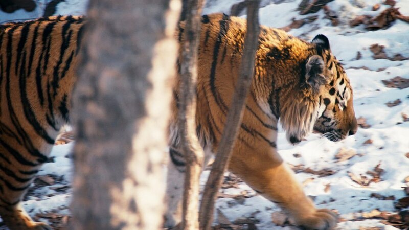 Tiger. – Bild: Warner Bros. Discovery