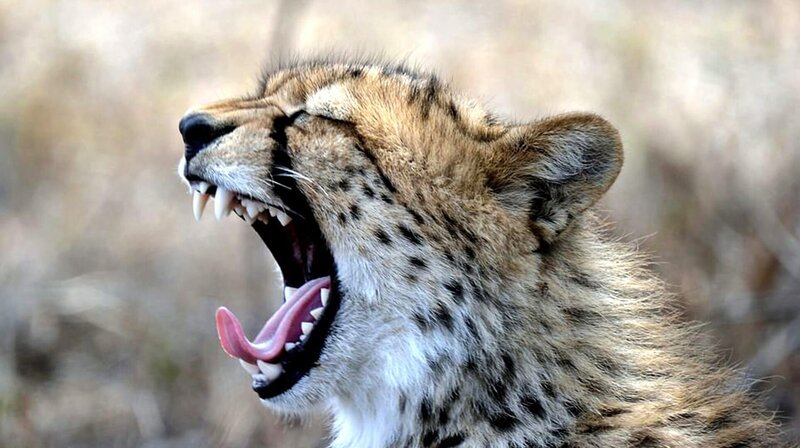 Wenn es um reine Geschwindigkeit geht, steht der Gepard ganz oben: An Land ist er das schnellste Tier der Welt. – Bild: phoenix/​ZDF/​Paula Alderblad