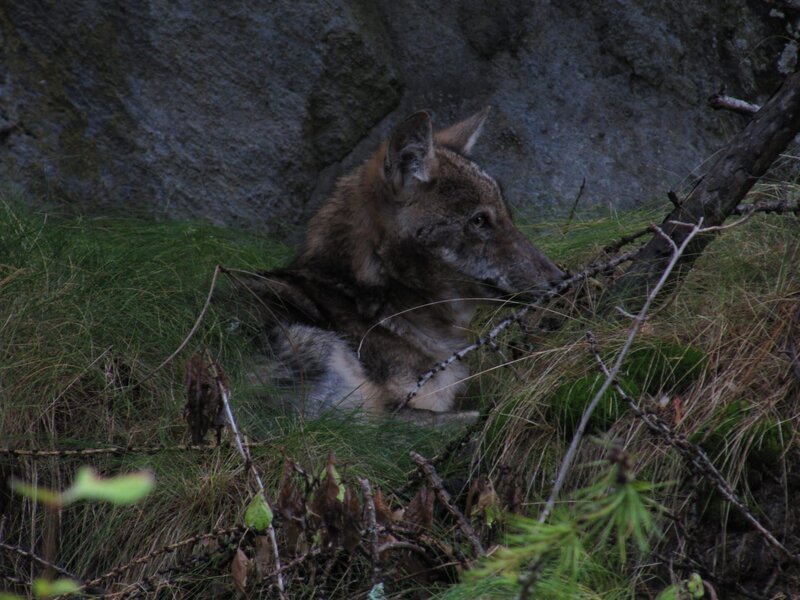 Wölfe hat die Tierwelt am Gran Paradiso seit über hundert Jahren nicht mehr gesehen. Der Wolf war in weiten Teilen Europas ausgerottet, genauso wie die anderen einheimischen Raubtiere wie Bär und Luchs. Aber in Italien hat er überlebt, dank der einsamen Bergrücken im Apennin. In den letzten 50 Jahren hat sich die Wolfspopulation dort sogar erholen können. – Bild: BR/​Andrea Gazzola