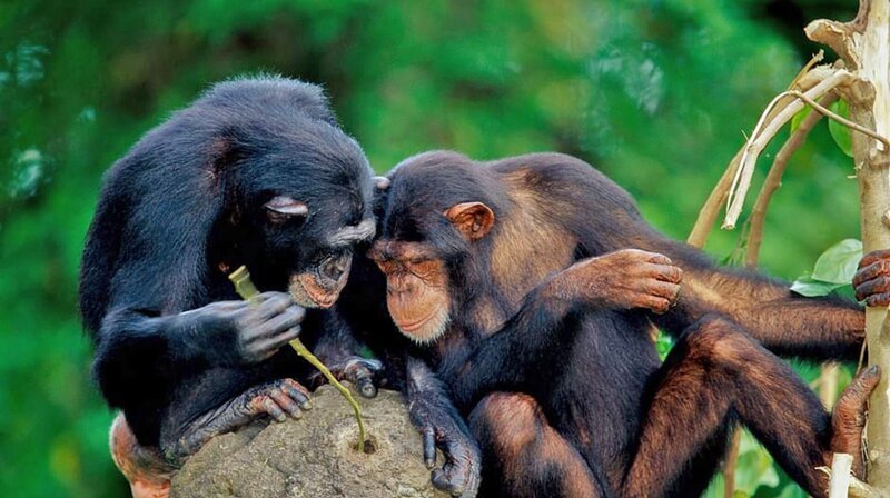 Die Benutzung von Werkzeugen ist nichts, was nur exklusiv dem Menschen vorbehalten ist: hier zwei Schimpansen auf einem Termitenhügel. – Bild: phoenix/​ZDF