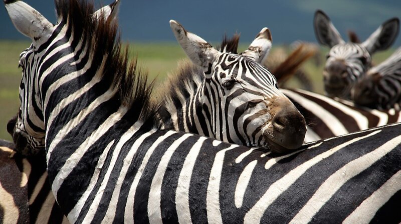 Zebras bei der gegenseitigen Fellpflege – Bild: phoenix/​ZDF/​Pablo Pez/​amprods