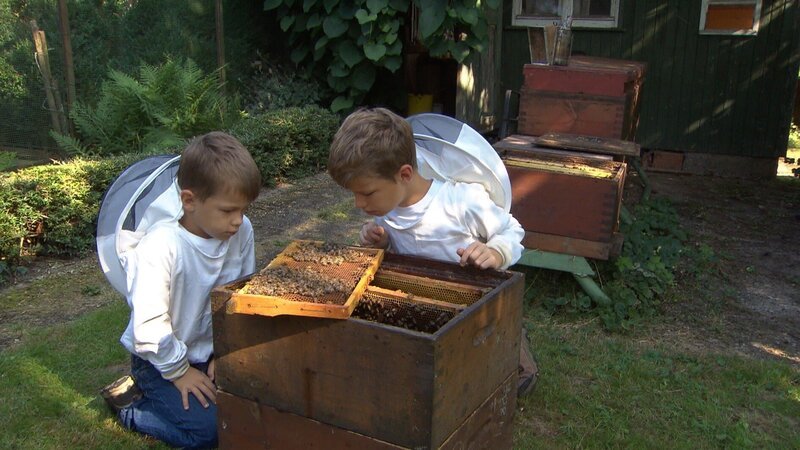 Jakob und Simon haben einen eigenen Bienenstock. Bienen können stechen, aber die beiden haben keine Angst. – Bild: SWR