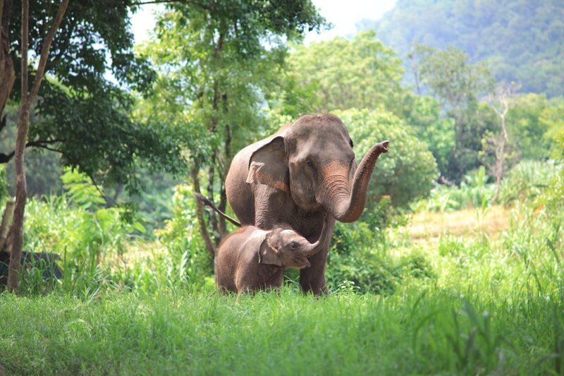 Elefanten – Bild: Shutterstock /​ Shutterstock /​ Copyright (c) 2013 tdee photo cm/​Shutterstock. No use without permission.