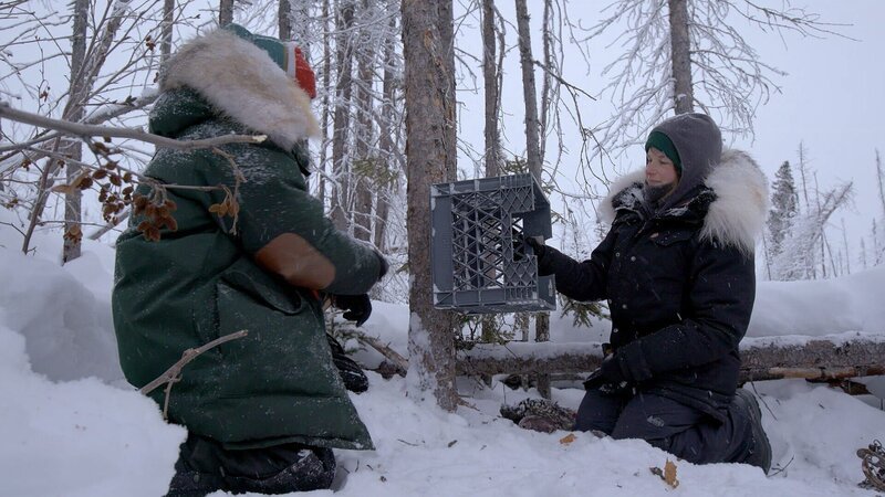 Clare und Mario stellen während der Wintersaison Marderfallen auf. (National Geographic) – Bild: National Geographic