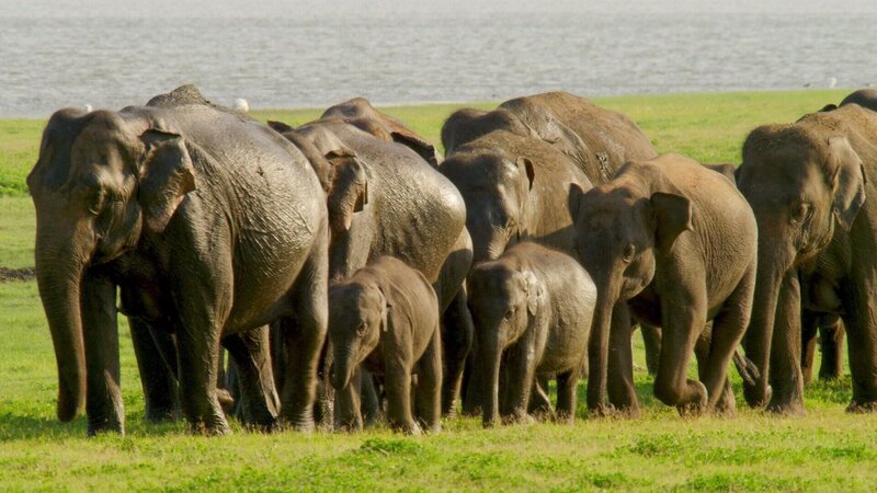 Eine Herde asiatischer Elefanten. Angeführt von der Leitkuh finden die Dickhäuter den schnellsten Weg zu den künstlichen Wasserspeichern. +++ – Bild: RTL/​ © Terra Mater Factual Studios