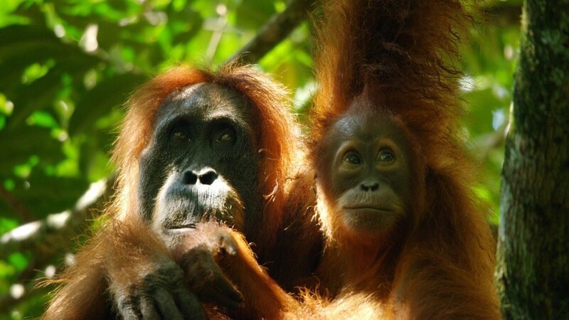 Orang-Utans brauchen 9 Jahren um erwachsen zu werden. +++ – Bild: RTL/​ © Terra Mater Factual Studios