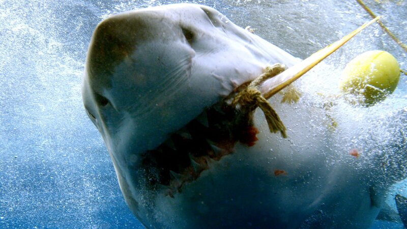 Weiße Hai – Bild: Discovery /​ © Discovery /​ © Discovery