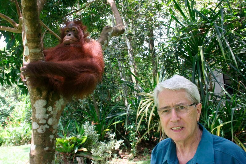 Das Zusammentreffen mit den Orang-Utans ist für Frank Elstner ein unglaubliches Erlebnis, das er nie vergessen wird. – Bild: SWR/​Christian Ehrlich/​DOCMA TV