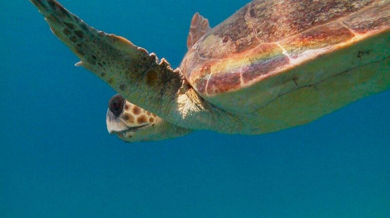 Die Unechte Karettschildkröte ist vom Aussterben bedroht. – Bild: BR/​Flowmotion Film/​NDR/​WDR