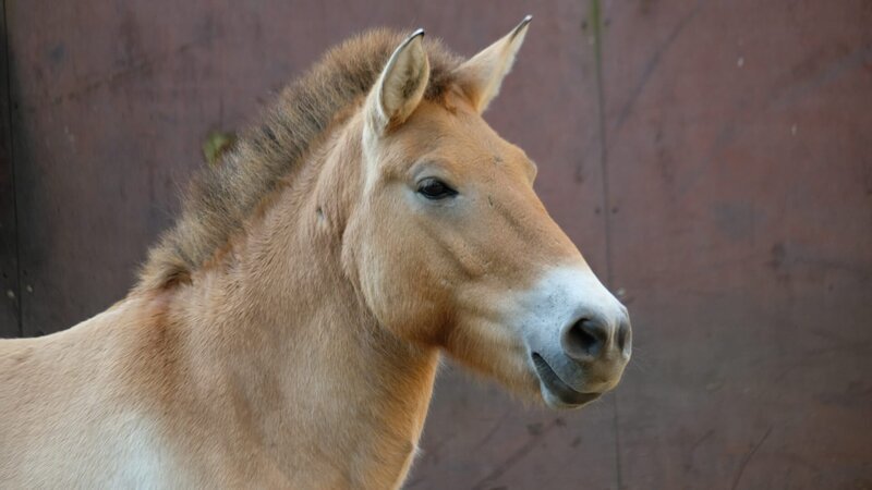 Przewalski’s horse. – Bild: Animal Planet /​ Photobank 37024_ep412_018 /​ Discovery Communications, LLC