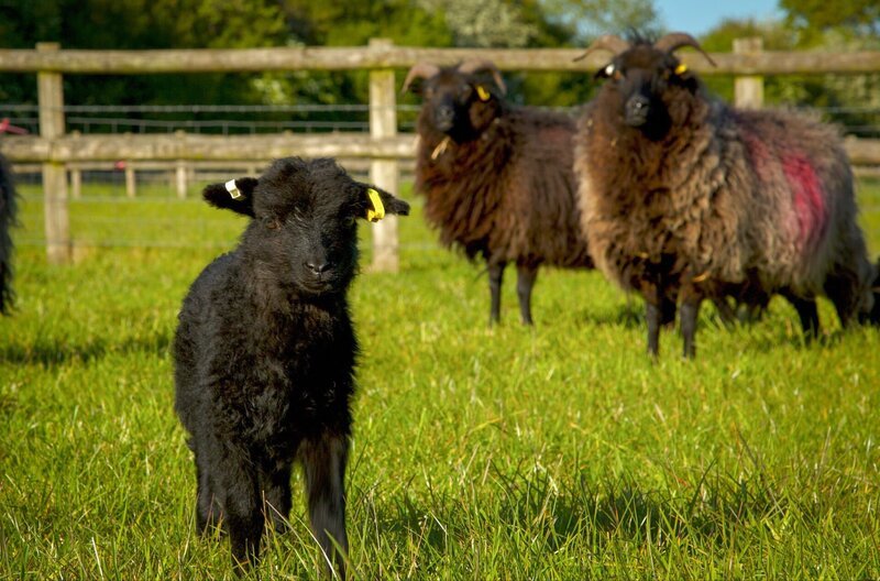 Das Hebridean-Lamm tollt bereits über die grünen Felder. – Bild: ARTE France /​ © Jamie Curtis Hayward