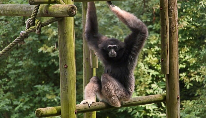 Gibbonweibchen im Opel-Zoo Kronberg. – Bild: HR