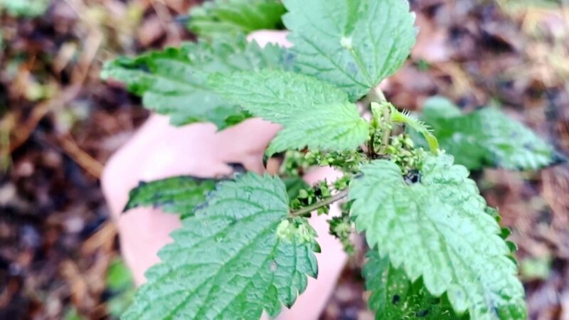 Ein verwilderter Garten – und eine Familie, die fest entschlossen ist, daraus ein Kinderparadies zu machen. – Bild: ORF/​Autentic