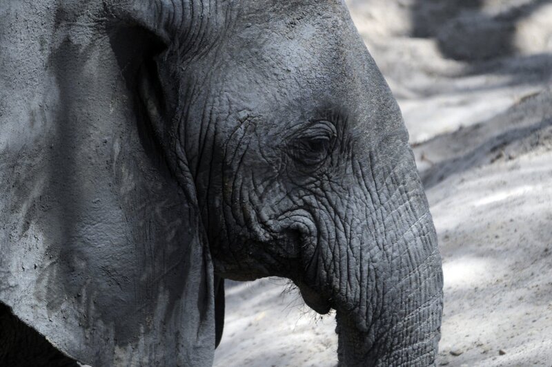 Elefant, Ruaha. – Bild: 3sat