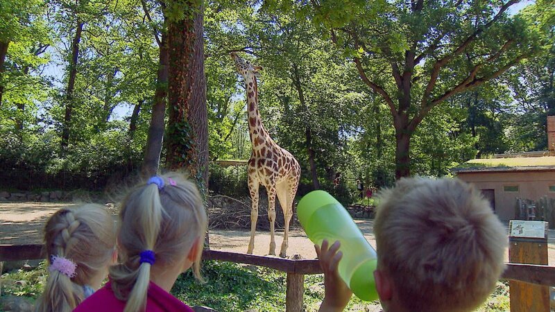 Stell dir vor, du hättest einen Hals wie eine Giraffe. In der „Ich kenne ein Tier“- Doku finden Kinder heraus, wie schön es ist, wenn man die Welt von oben sieht, aber auch wie schwierig es sein kann … – Bild: SWR