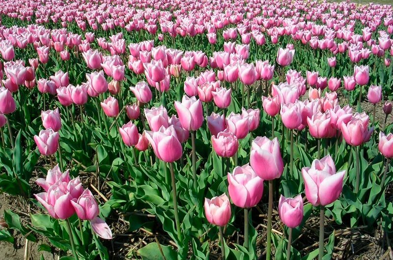  Tulpenblüte in Holland – Bild: SWR/​Anina Wenderoth /​ SWR Presse/​Bildkommunikation