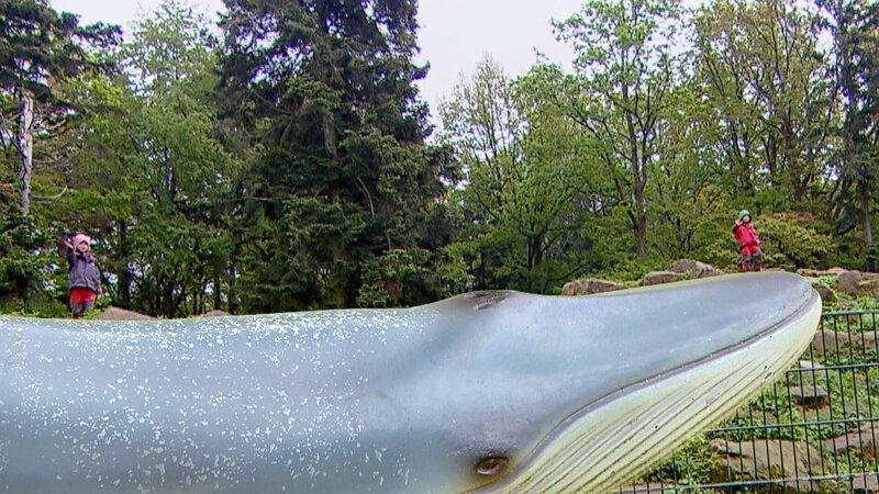 Ein Wal ist riesig groß. So groß, dass man es sich kaum vorstellen kann. Eine Kindergruppe versucht es trotzdem und findet lustige Vergleiche für die Größe eines Wals. – Bild: SWR