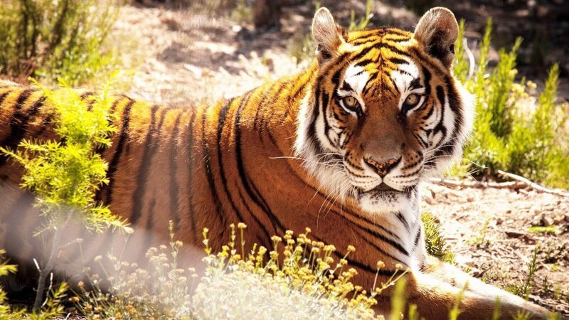 Tiger auf großer Fahrt: Ein Zirkus aus Spanien gibt seine Tiger an den Tierschutz nach England. – Bild: RTL /​ Contingent Productions