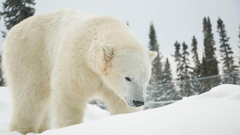 Ein Eisbär muss von Australien nach Kanada. – Bild: RTL /​ Contingent Productions