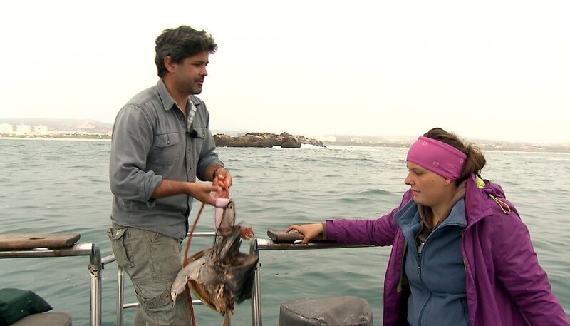 Haiforscher Ryan Johnson und Alexandra Hansen probieren aus, ob der Haiköder funktioniert. – Bild: NDR/​Vincent TV GmbH
