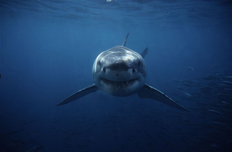 Großer Weißer Hai – Bild: RTL