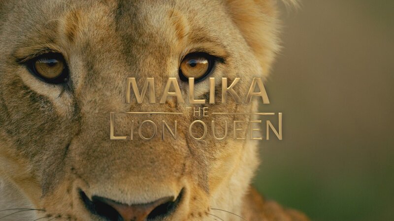 Malika: Die Königin der Löwen +++ – Bild: RTL /​ Malika The Lion Queen © 2021 by Fox Media LLC /​ Malika – Die Königin der Löwen /​ 1