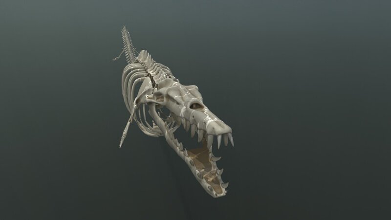 Ein computergeneriertes Bild aus der Episode „Secrets of the Terror Whale“ zeigt das Skelett eines Terrorwals. (National Geographic) – Bild: National Geographic /​ Disney