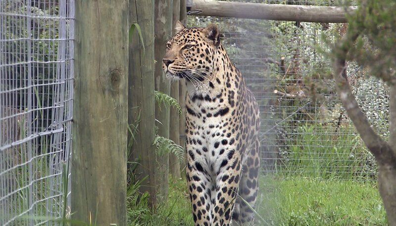 Die Leoparden bekommen gleich eine Geruchsbeschäftigung. – Bild: BR/​NDR/​Vincent TV GmbH